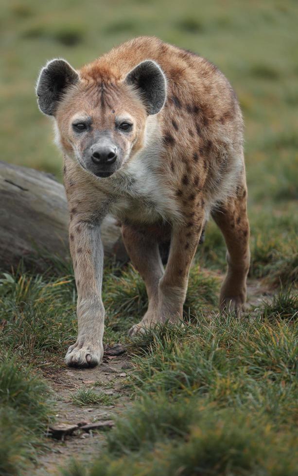 portret van gevlekte hyena foto