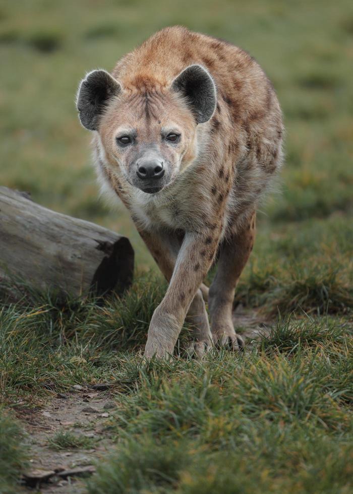 portret van gevlekte hyena foto