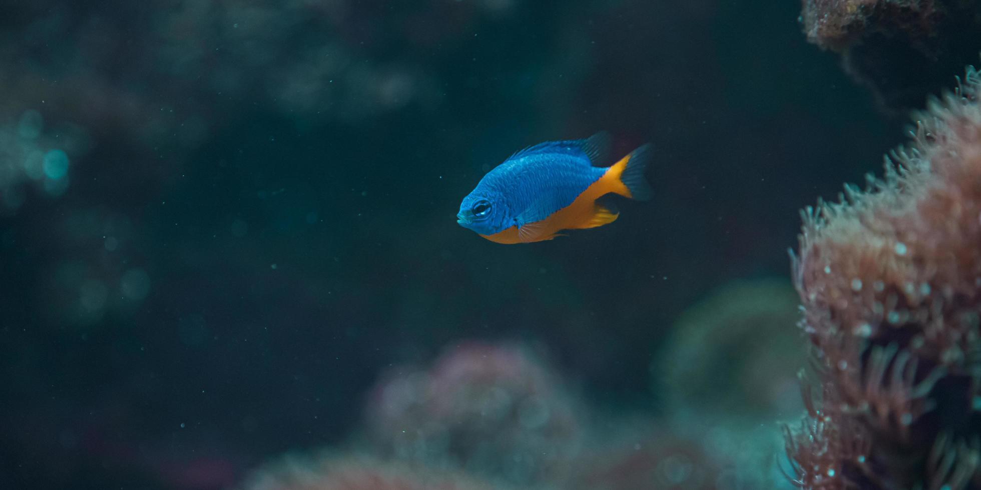 blauwe en gele aquariumvissen foto