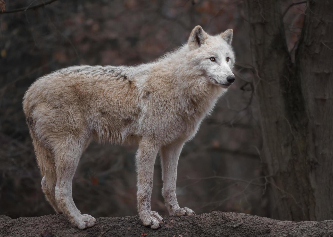 portret van poolwolf foto