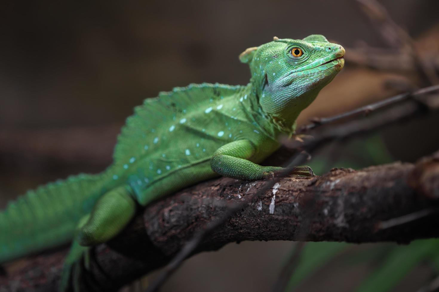 gepluimde basilisk in terrarium foto