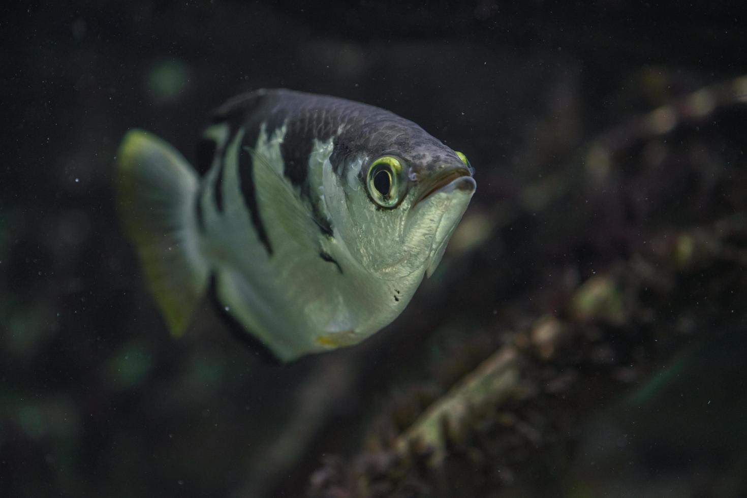 gestreepte boogschuttervis in aquarium foto