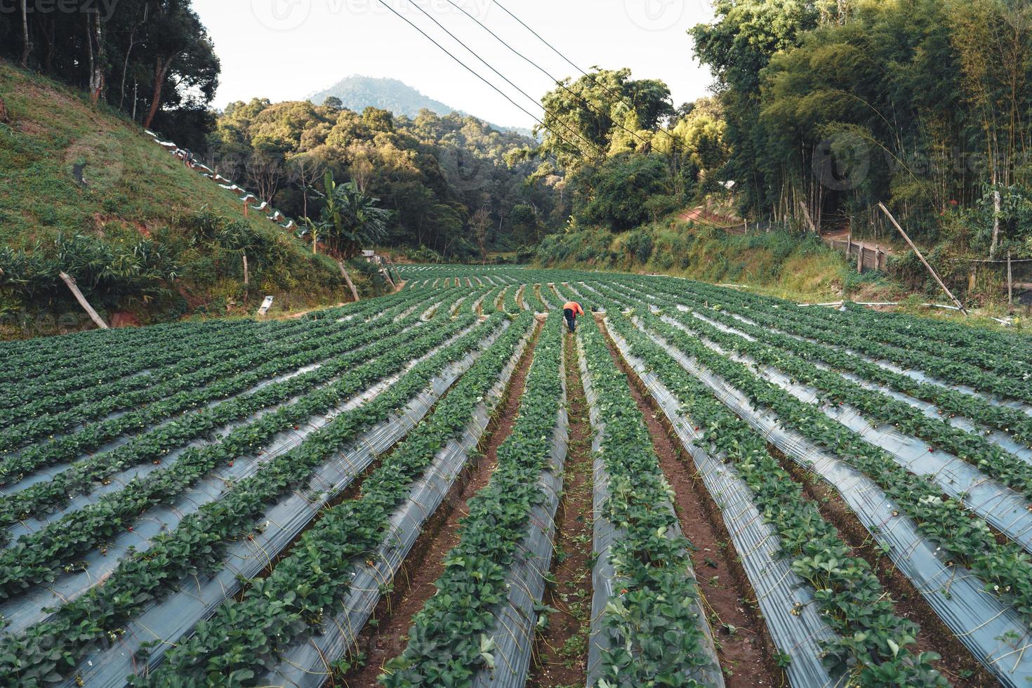 buitenaardbeienboerderij in een landelijk dorp foto