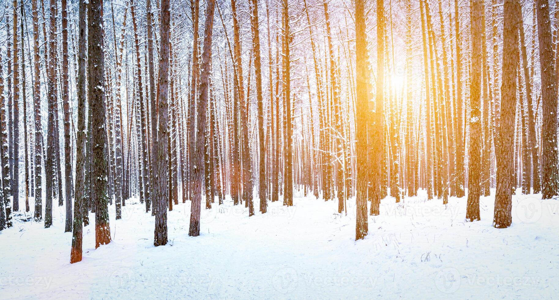 zonnestralen strepen door pijnboom boomstammen in een winter pijnboom Woud na een sneeuwval Bij zonsopkomst. foto