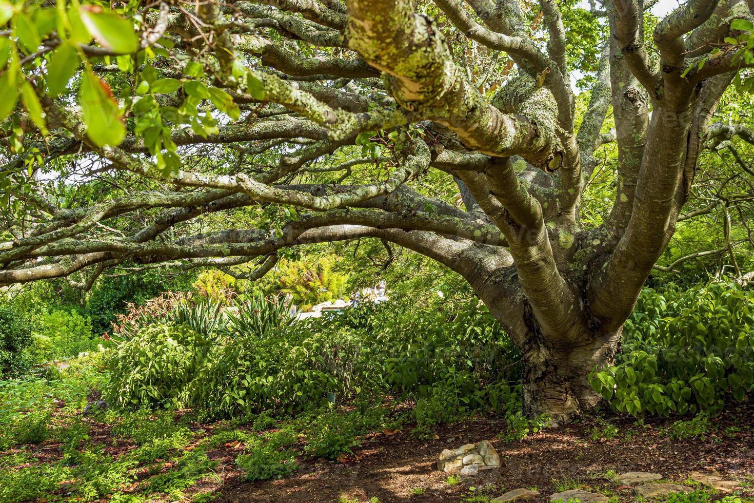 enorme Zuid-Afrikaanse bomen in de botanische tuin van kirstenbosch, kaapstad. foto