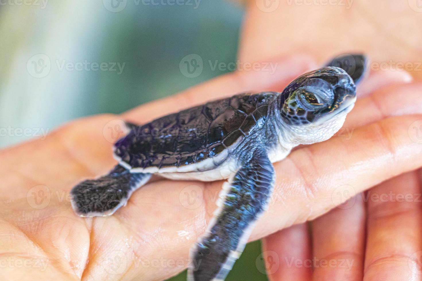 schattige zwarte schildpadbaby op handen in bentota, sri lanka. foto