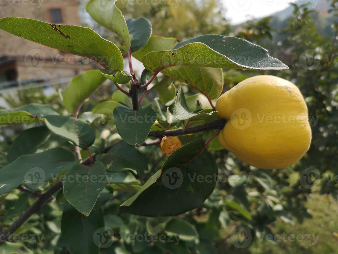 kweepeer oogst fruit foto