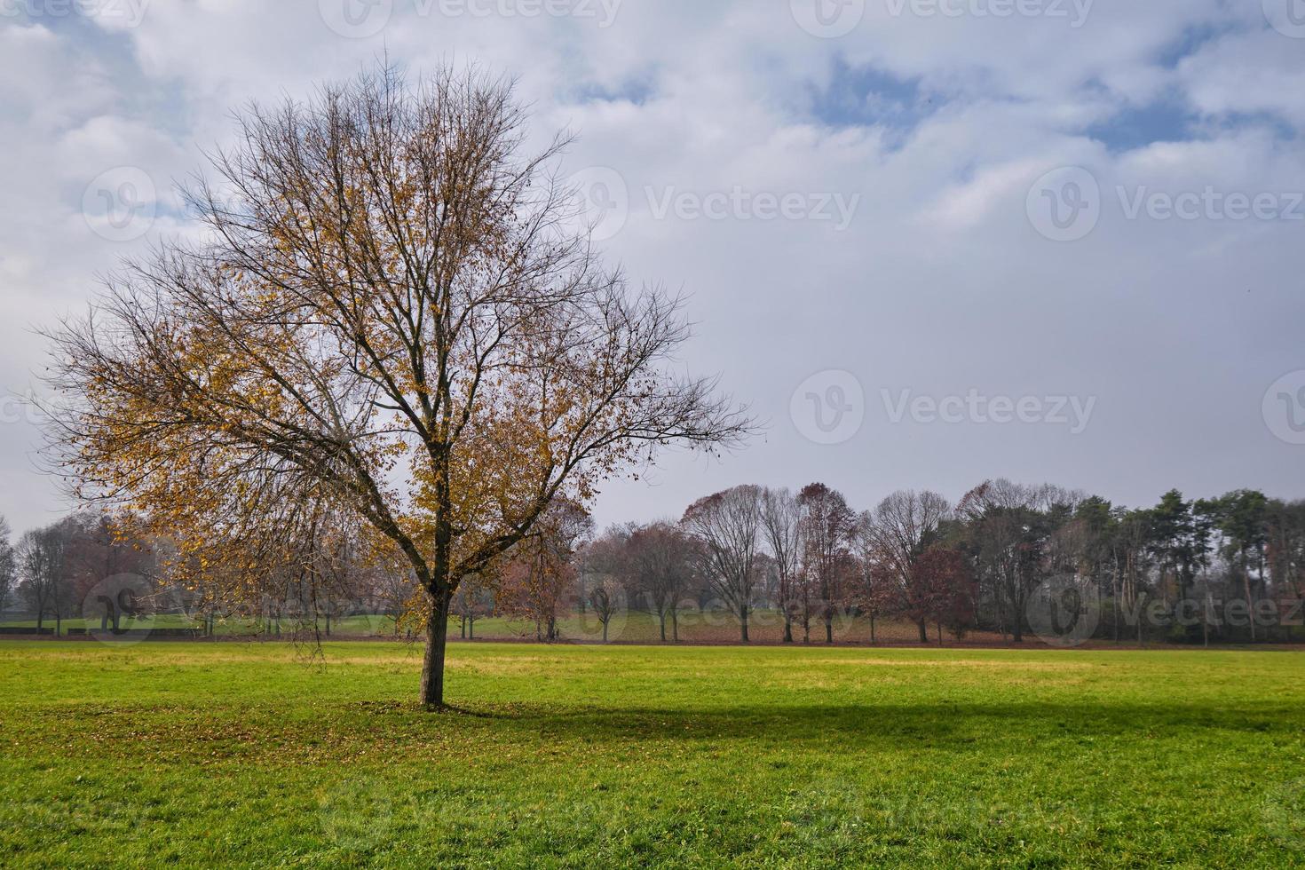 eenzame mooie boom met de laatste gouden bladeren op een weide rond. herfstlandschap, park van monza, italië foto