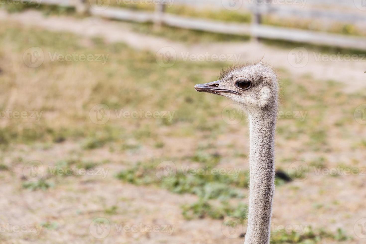 close-up hoofd struisvogel buitenshuis foto