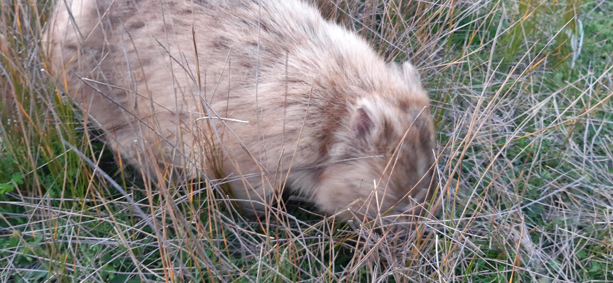 blonde wombat in het wild foto