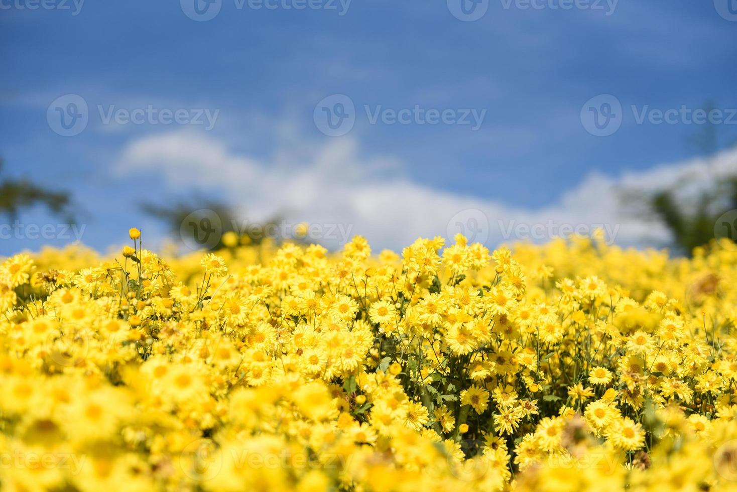 bloemen geel veld met gele chrysanthemum in de tuin en blauwe hemelachtergrond, chrysanthemum morifolium ramat foto