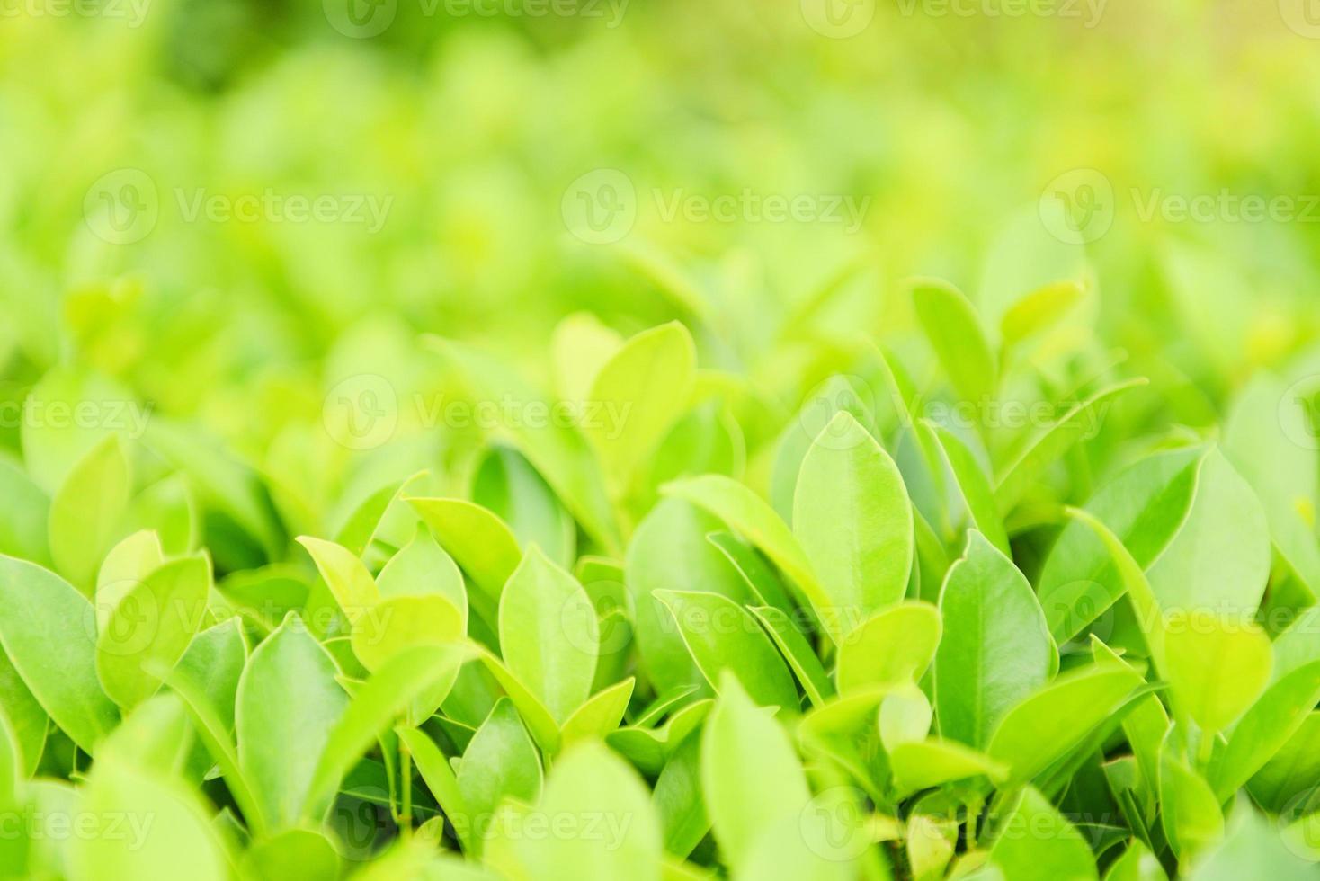 groene planten landschap ecologie vers behang concept - close-up natuur weergave van groen blad op wazig groen achtergrond in de tuin natuurlijk foto