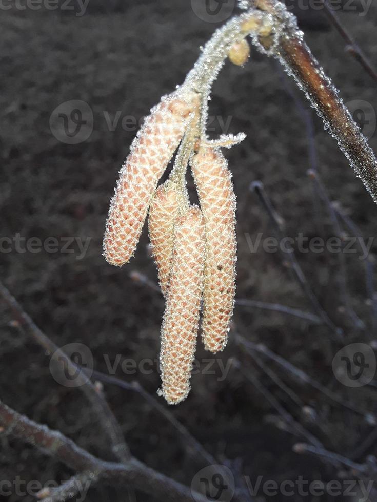 besneeuwde planten in de ochtendmist foto