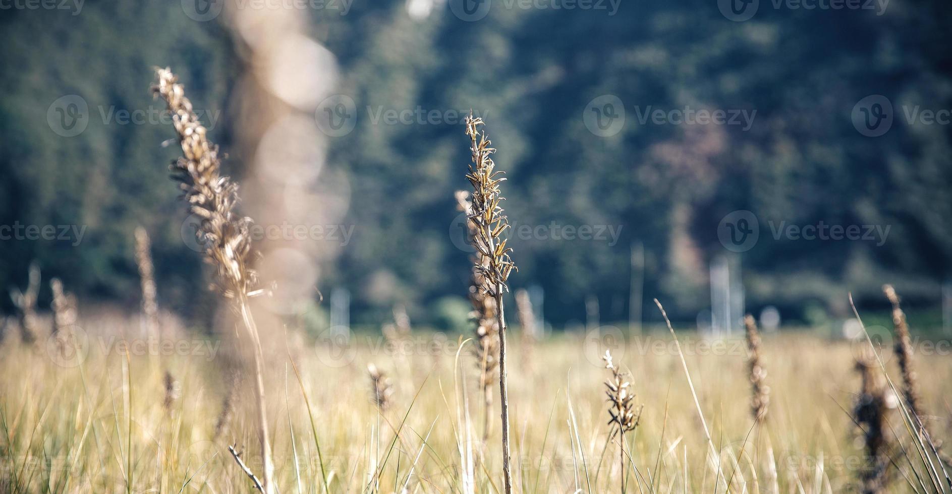 spikes in een weiland over natuur achtergrond foto