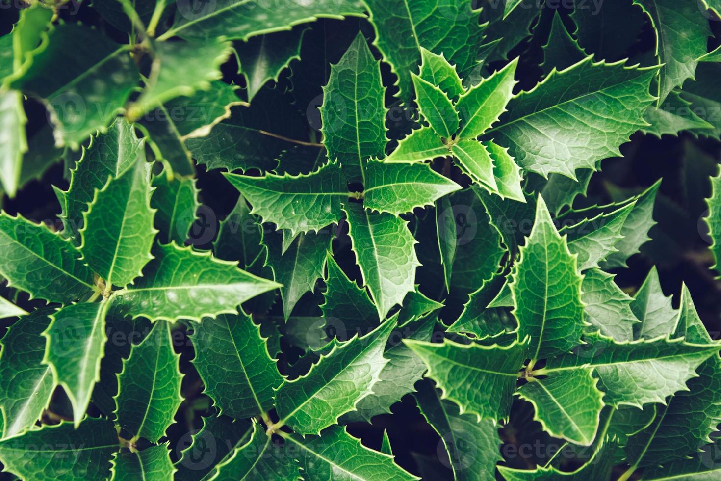 groene bladeren textuur achtergrond, natuurlijke achtergrond en behang. bovenaanzicht. ruimte kopiëren. kan gebruiken als banner foto