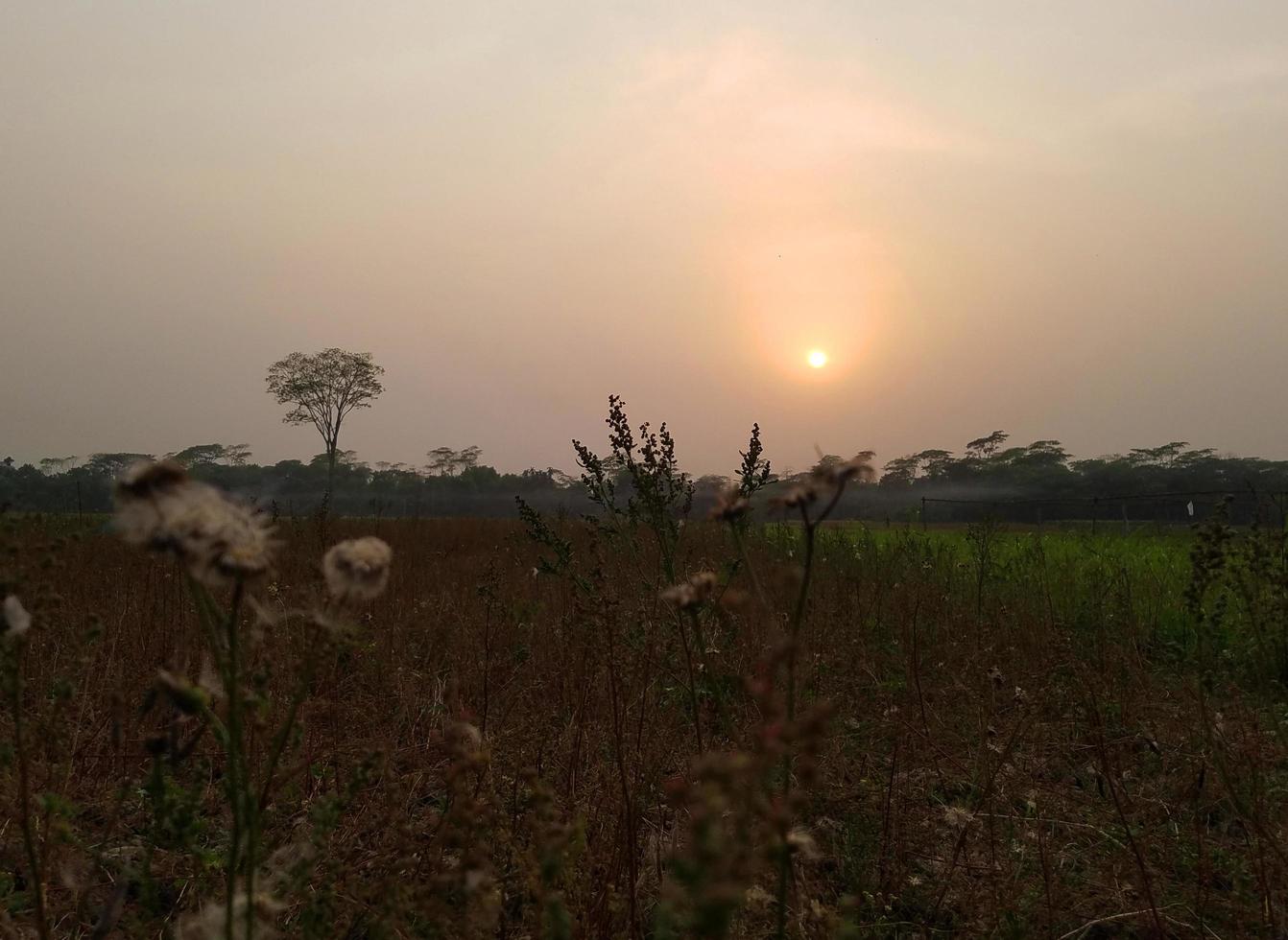 ochtend natuur op het platteland foto