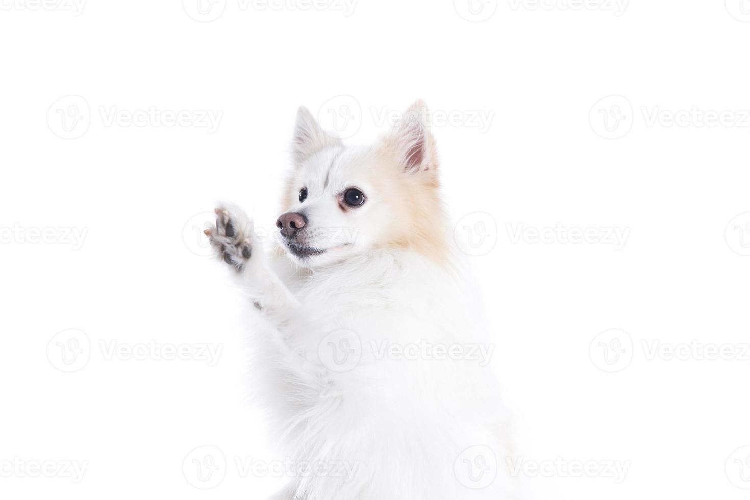 geïsoleerd portret van een Duitse spits die de poot geeft foto