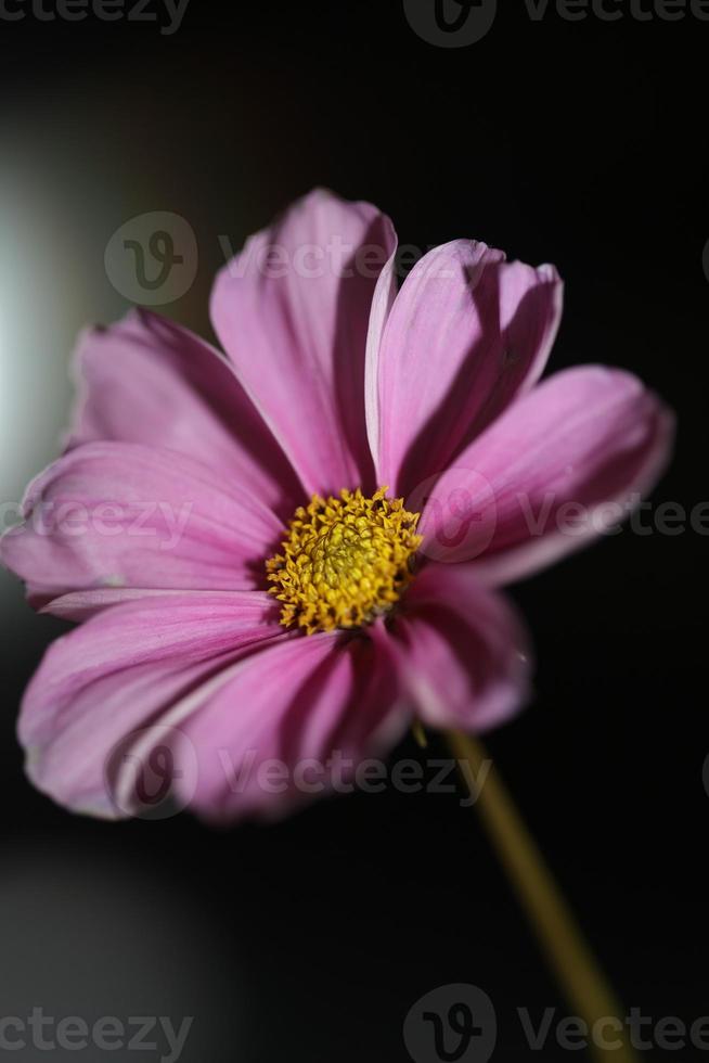 paarse bloem bloesem close-up botanische achtergrond kosmos bipinnatus familie compositae groot formaat afdrukken van hoge kwaliteit foto