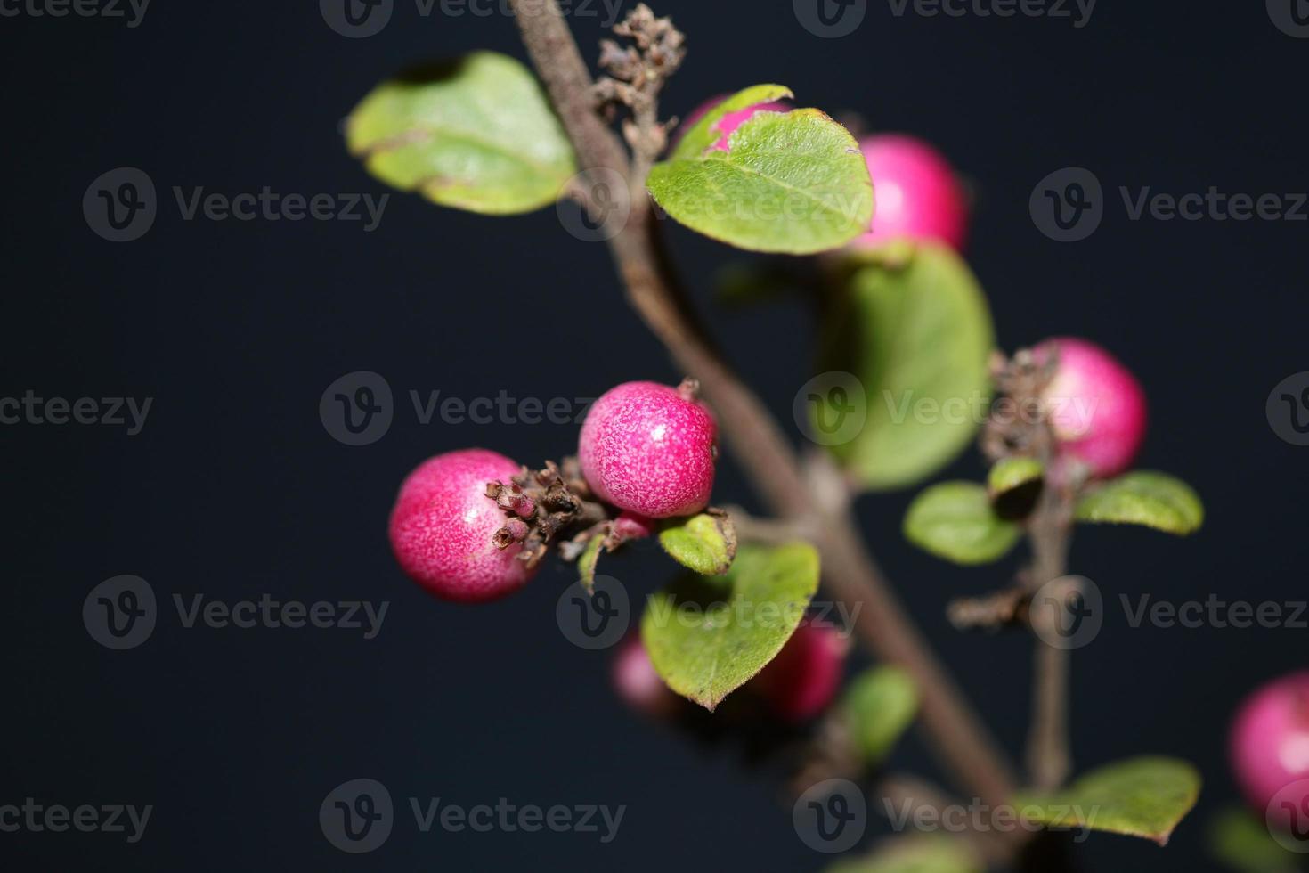 wilde bloem fruit close-up botanisch achtergrond symphoricarpos orbiculatus familie caprifoliaceae groot formaat afdrukken van hoge kwaliteit foto