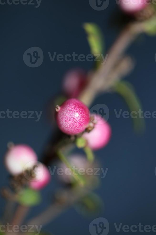 wilde bloem fruit close-up botanisch achtergrond symphoricarpos orbiculatus familie caprifoliaceae groot formaat afdrukken van hoge kwaliteit foto
