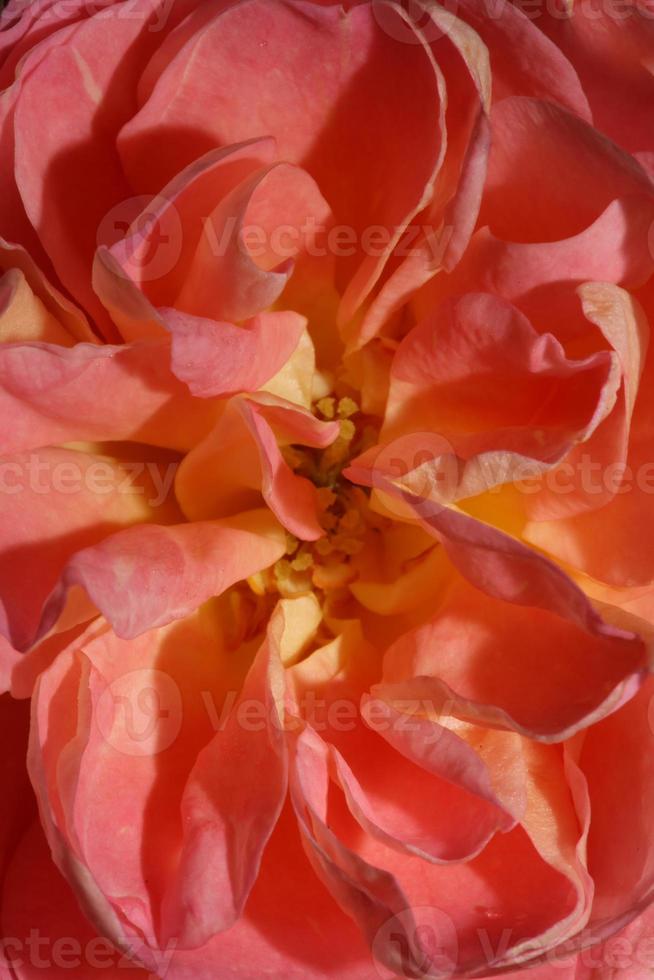 roze bloem bloeien close-up achtergrond roos hoge kwaliteit groot formaat prints foto