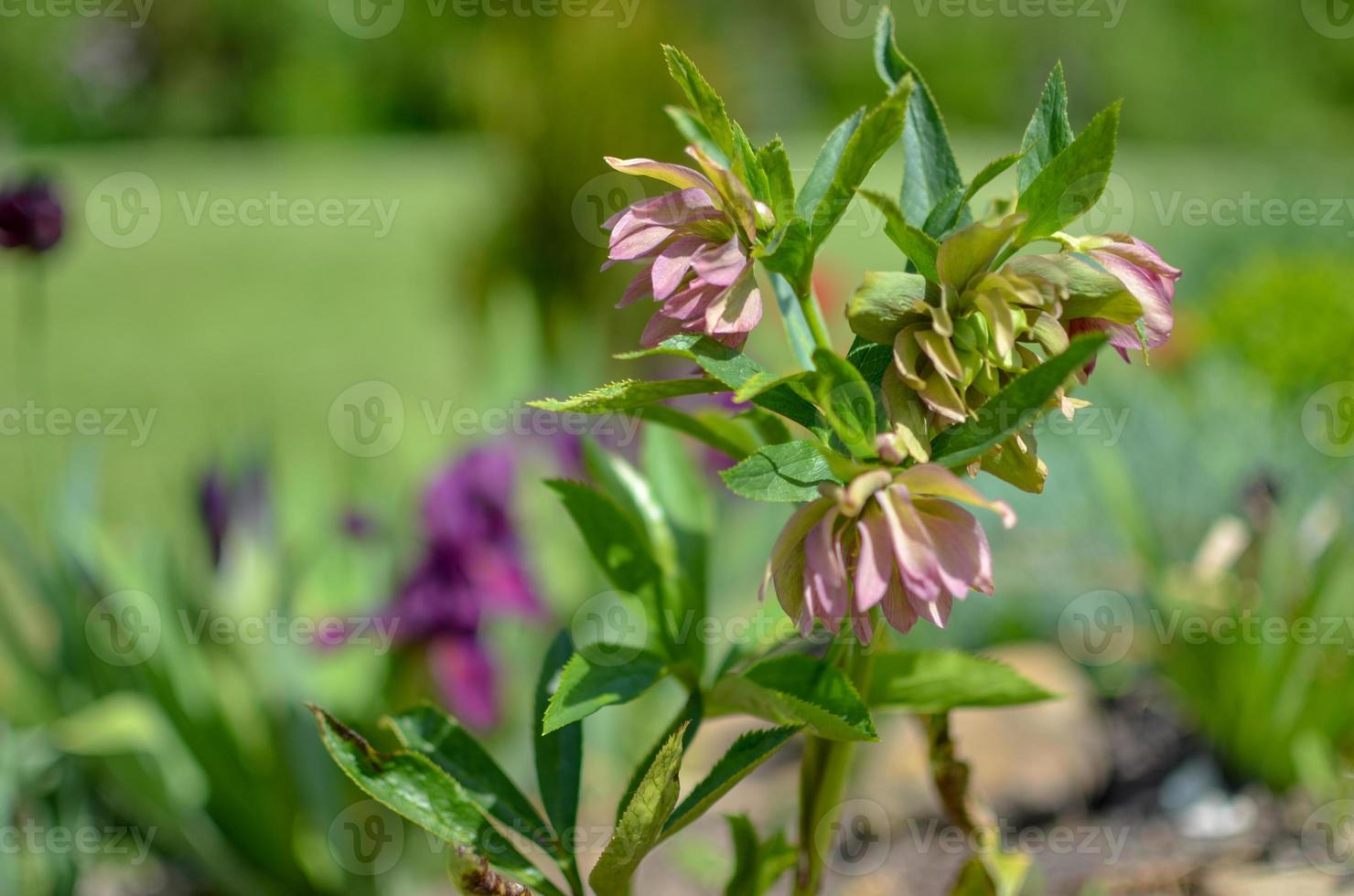 rode nieskruid lentebloem in een tuin omringd door groen gras en planten en bomen op de achtergrond foto