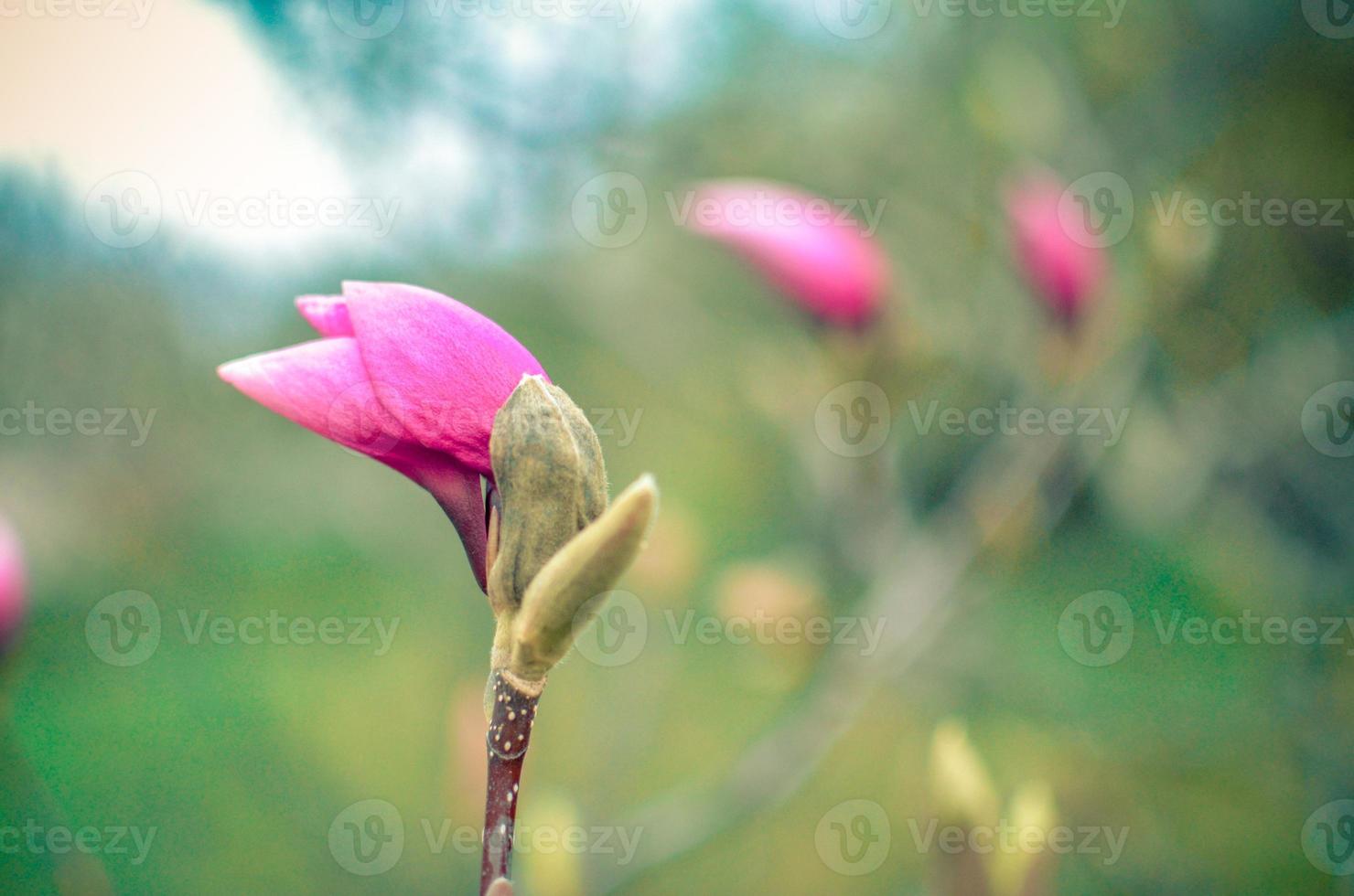 macroknop van roze magnoliabloem op boomtak foto