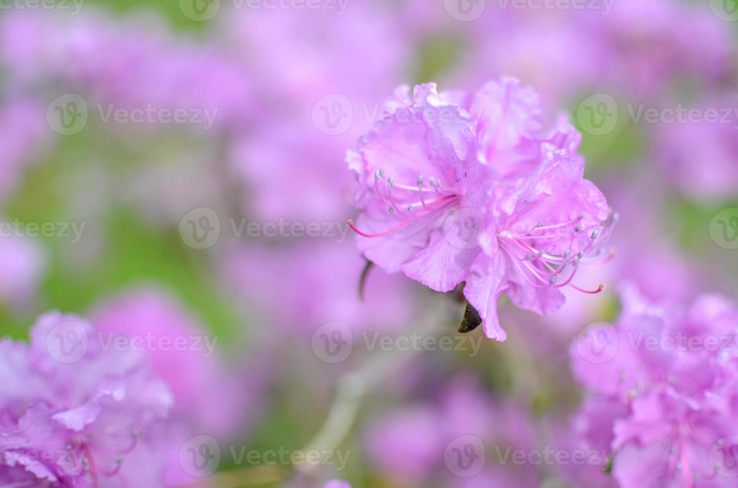 mooie roze of violette rododendron met onscherpe achtergrond foto