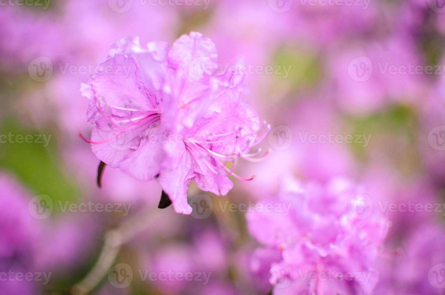 mooie roze of violette rododendron met onscherpe achtergrond foto