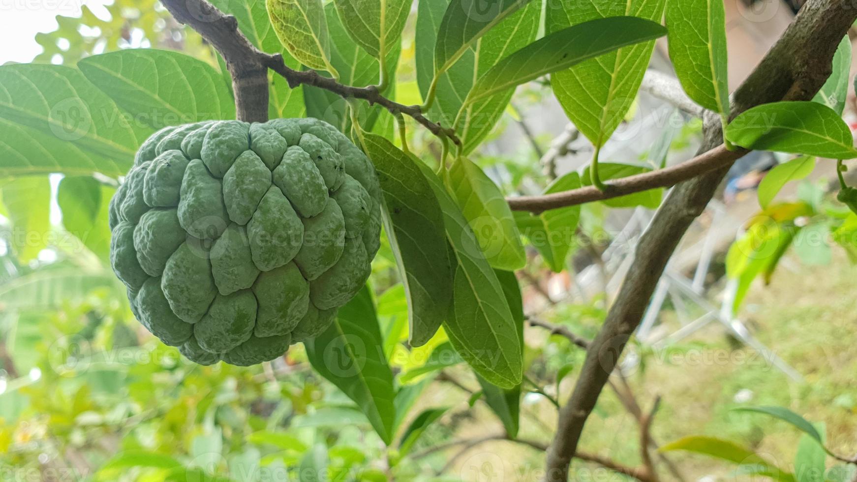 srikaya-vruchten op de stengel van de plant foto