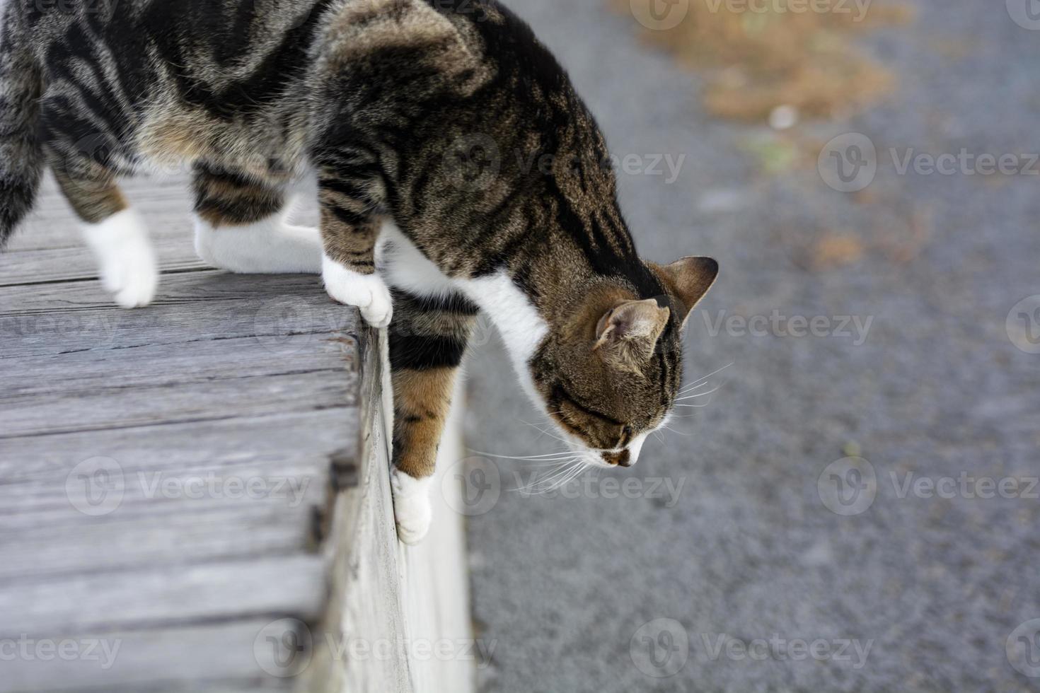 kat springt van de stoep foto