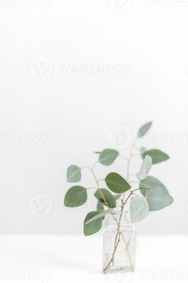 groen blad witte krans frame gemaakt van verse tijm spice geïsoleerd op wit. foto