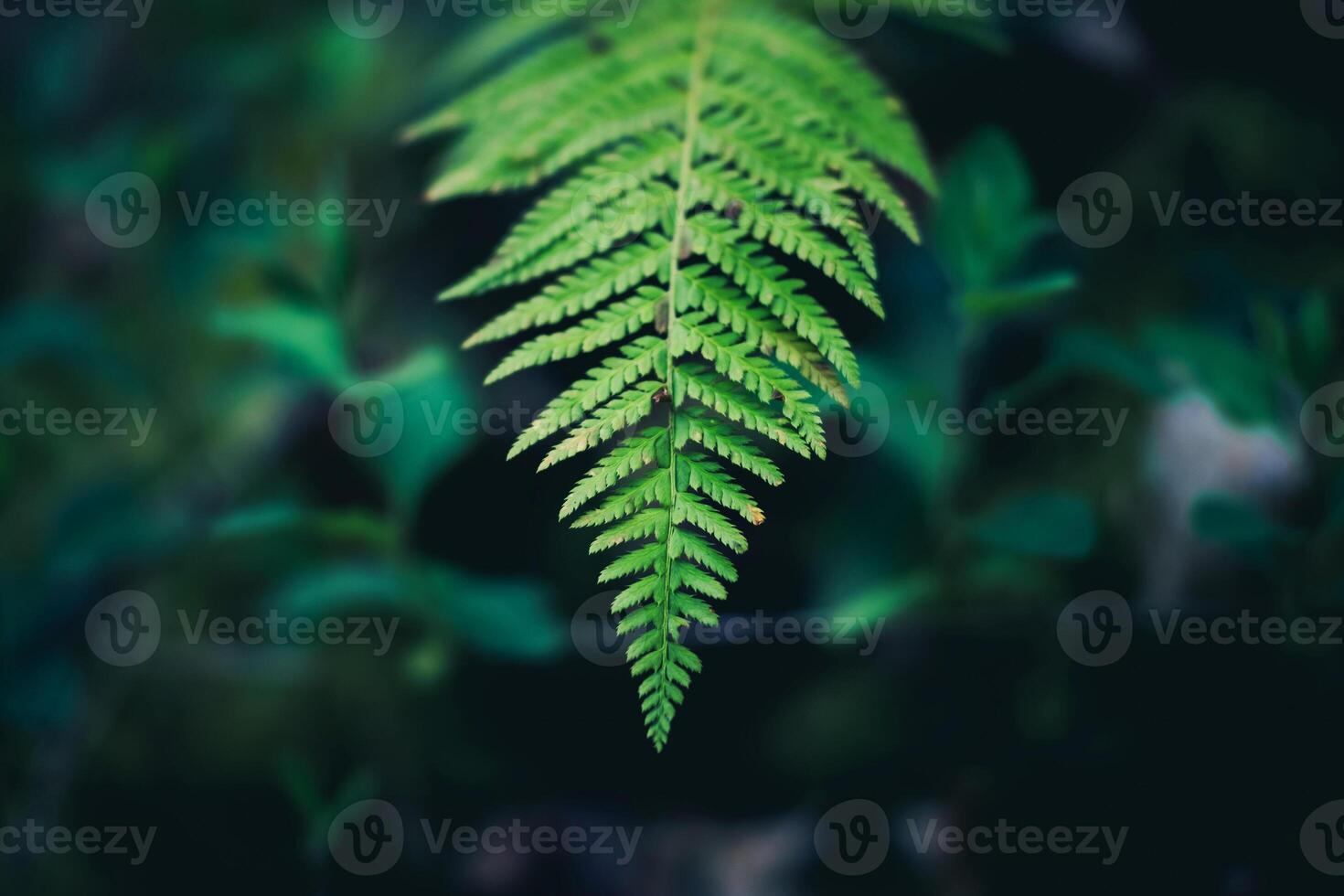 groen dons mooie varens bladeren groen blad natuurlijke bloemenvaren op donker foto