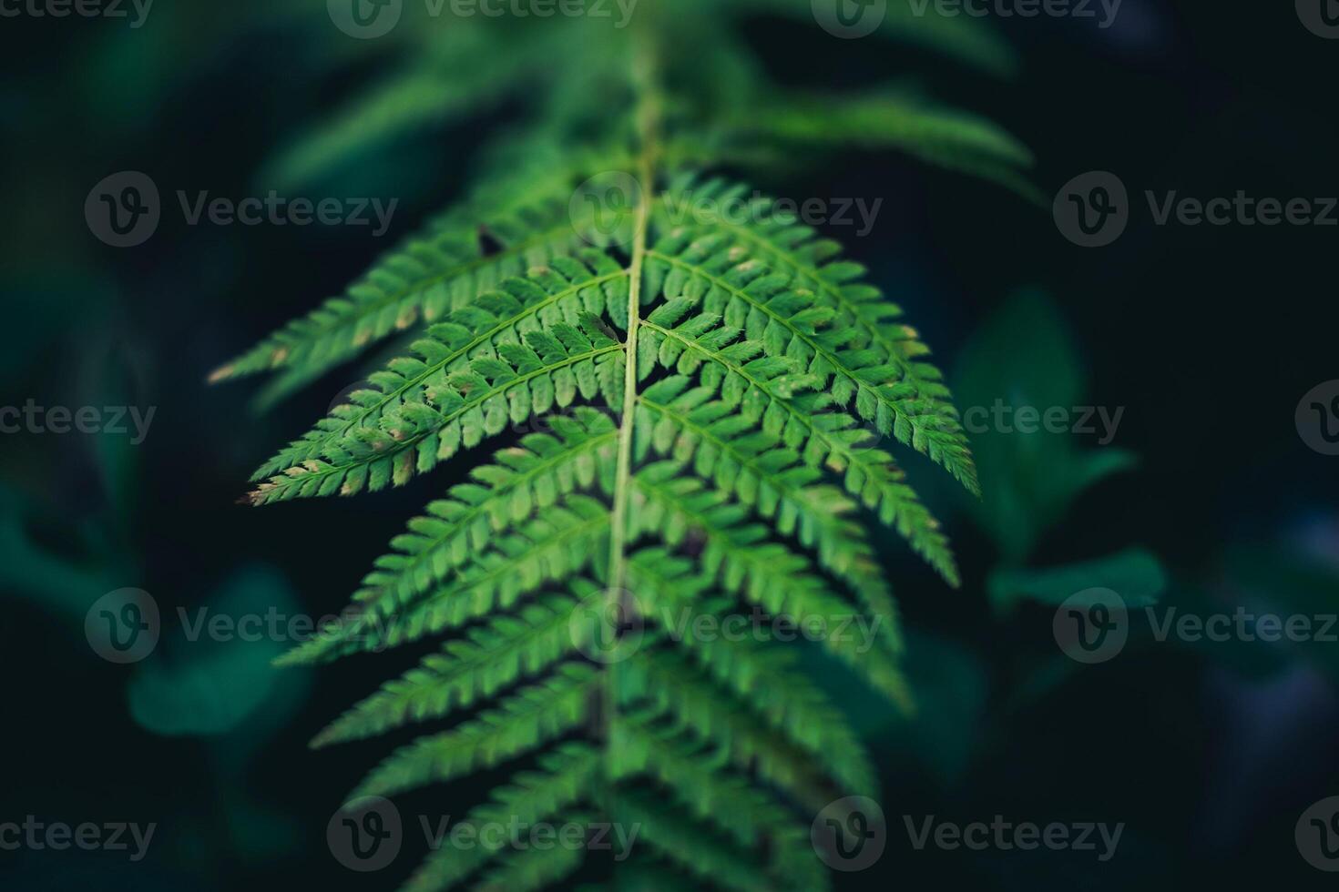 groen dons mooie varens bladeren groen blad natuurlijke bloemenvaren op donker foto