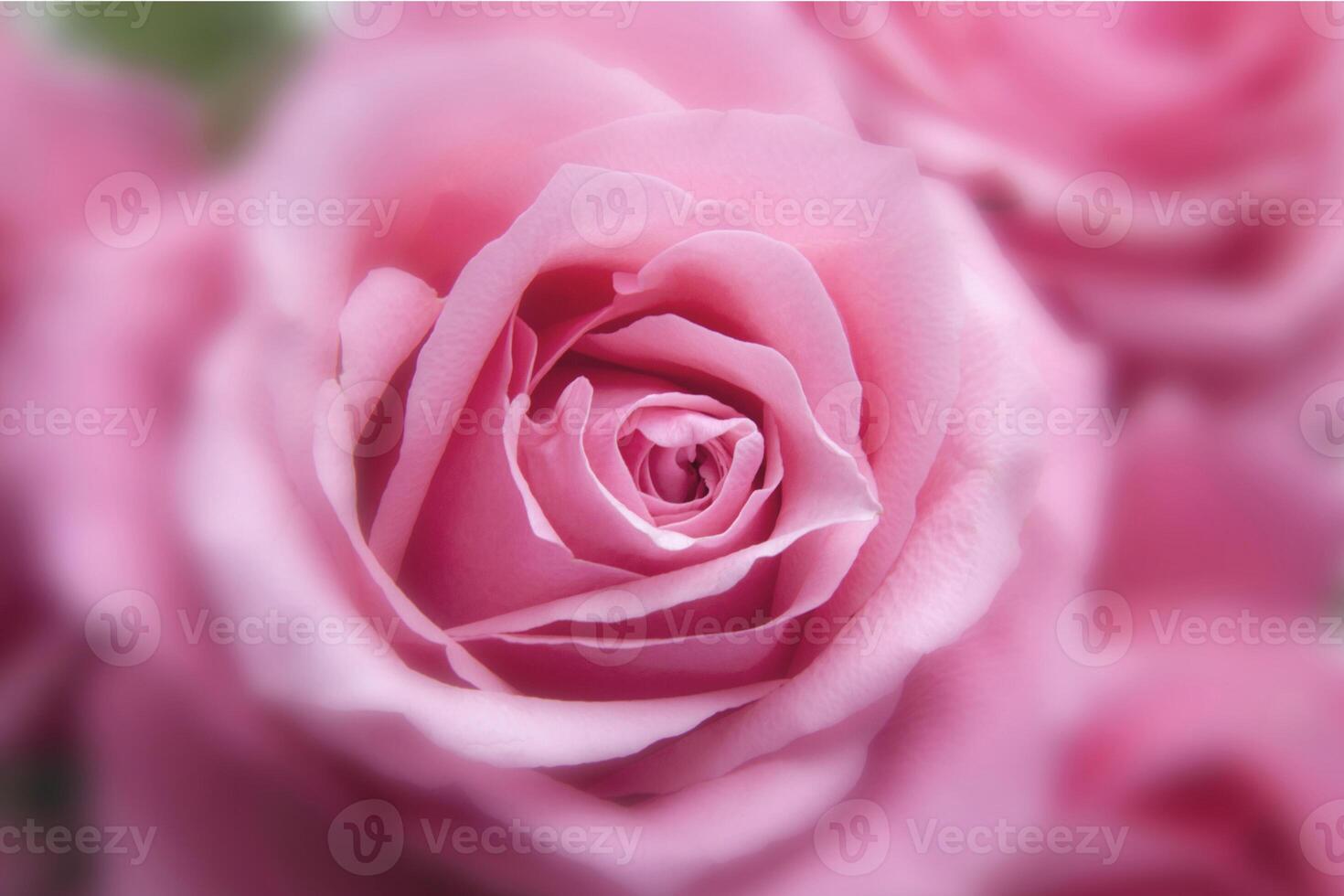 paarse schoonheid vierkante bloem rozen natuur met rozen boeket en groen blad foto