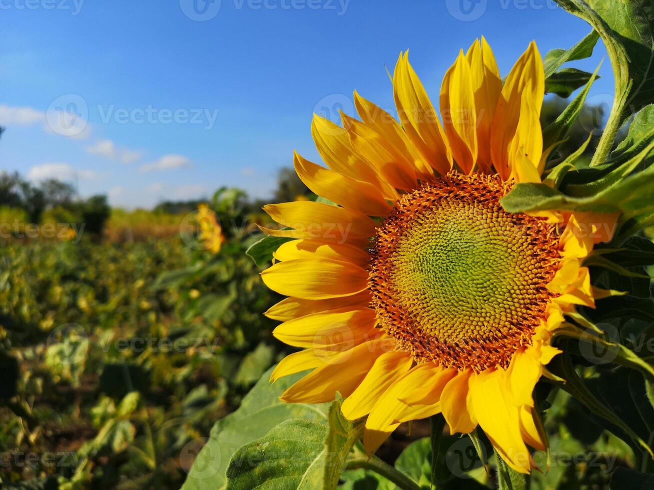 zonnebloemen met groene bladeren en heldere hemelachtergrond foto