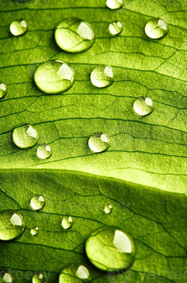 groen blad mooie regen waterdruppel en blad textuur natuur op natuurlijk groen. foto