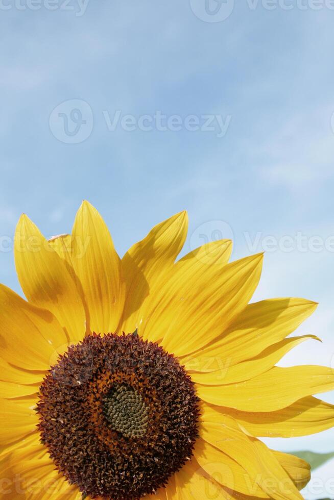 gele zonnebloem zomerbloemen en groen blad tropisch patroon op blauwe hemel. foto