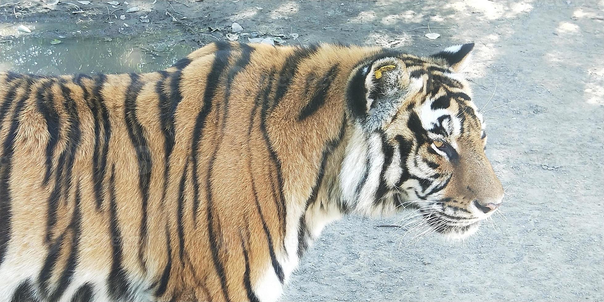 een tijger loopt op modder met een wazige achtergrond foto