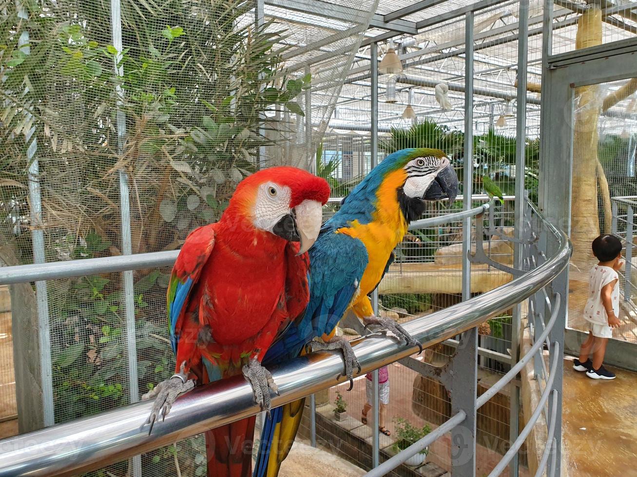 twee rode en blauwe mussen zaten op een boom foto