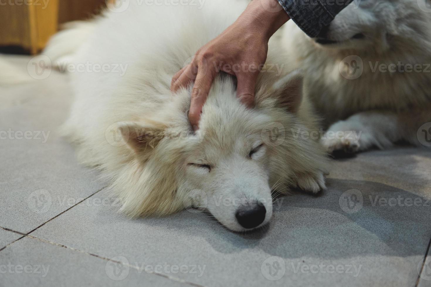 een witte hond slaapt en wordt geaaid door mensen foto