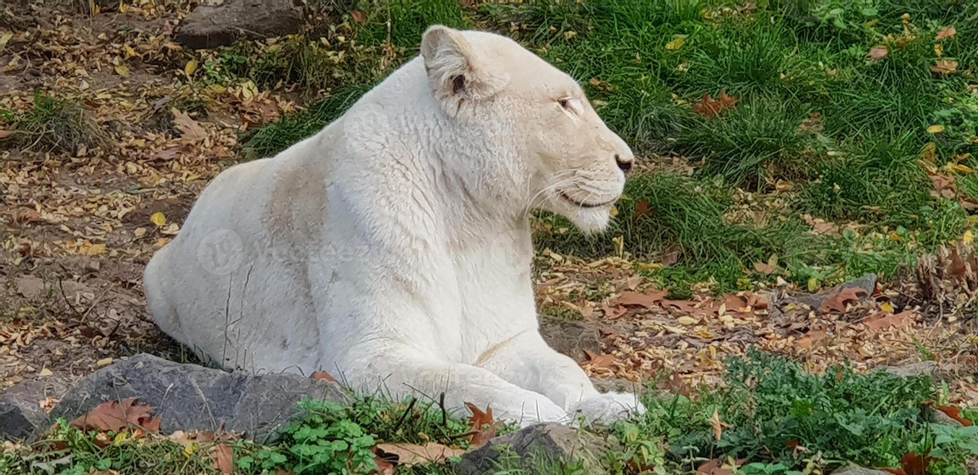 een witte tijger zit op de grond in de open lucht foto