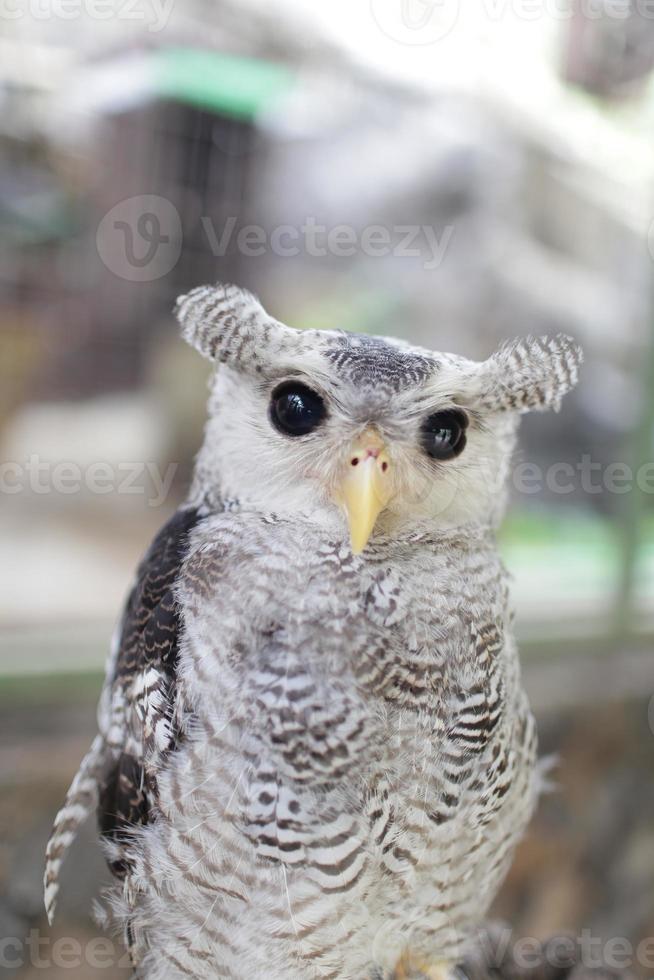 een grijze geest kijkt naar de camera met een wazige achtergrond foto