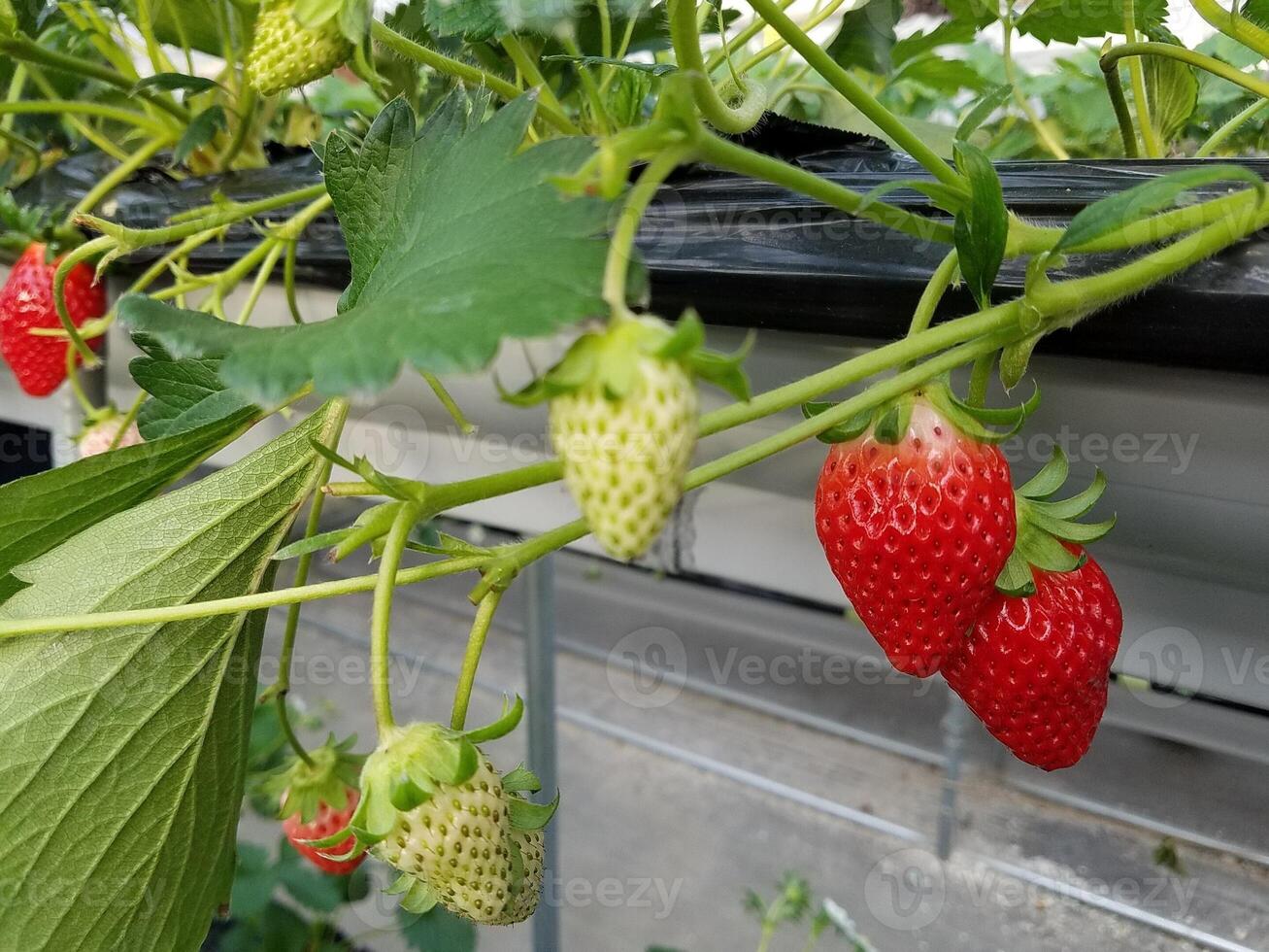 aardbeien groeien hangend met groene bladeren foto