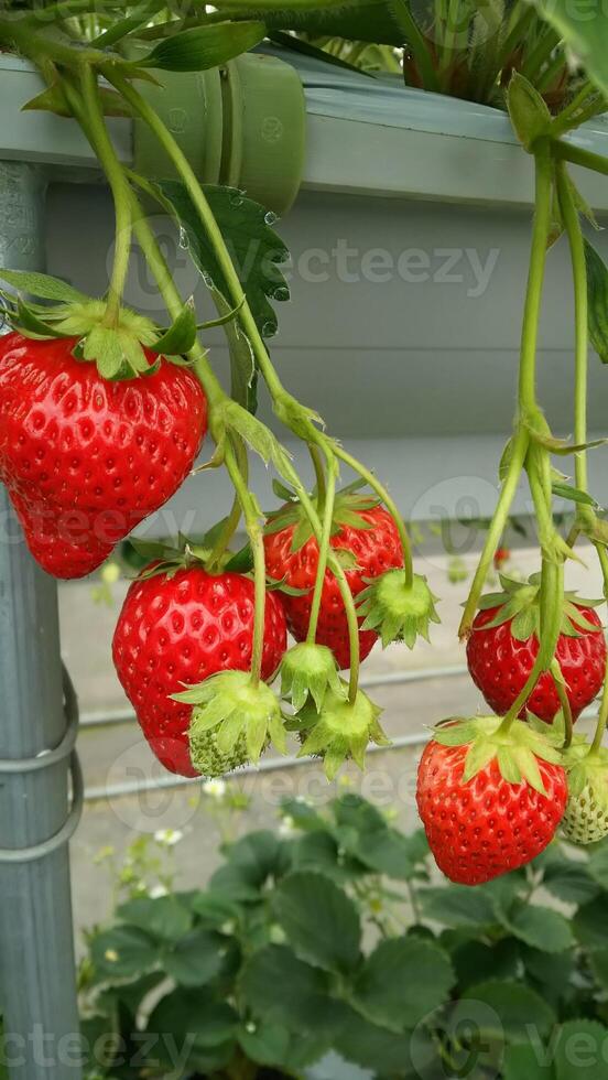 aardbeifruit groeit aan een boom met een groene bladkleur foto