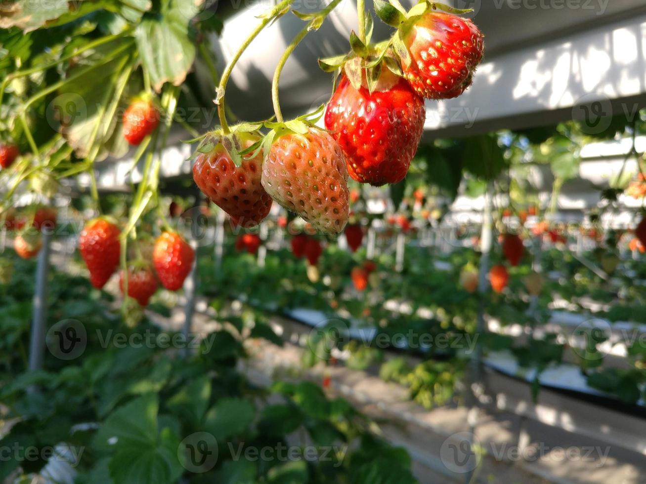 heel veel aardbeien hangen in de tuin foto