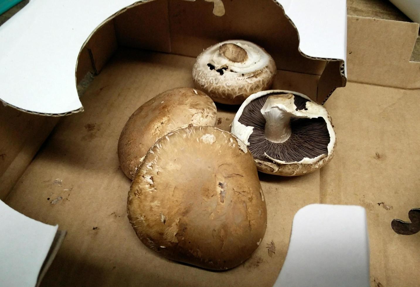 bruine champignons zijn geoogst in een kartonnen doos gedaan foto