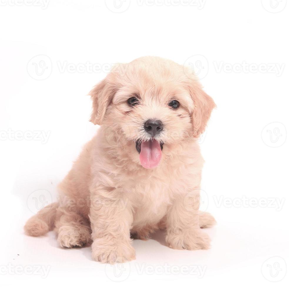 bruine hond puppy's grappige lachende puppy hondje een poot en schattige puppy op wit foto