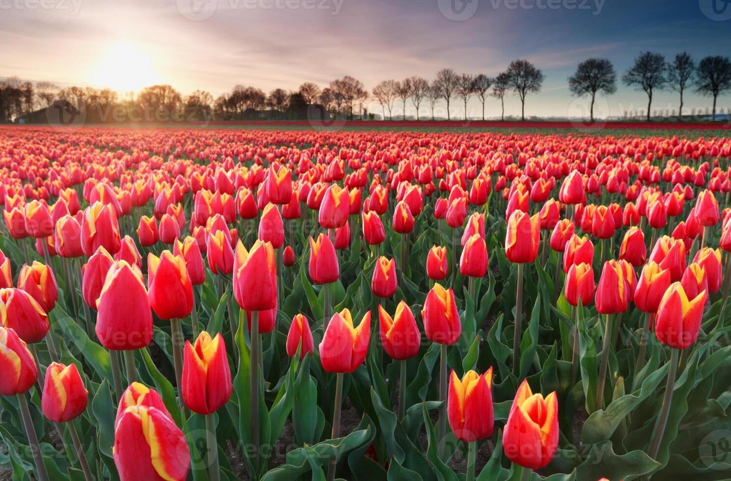 rode tulp tropische bloem mooi boeket met exotisch groen blad op land natuur. foto