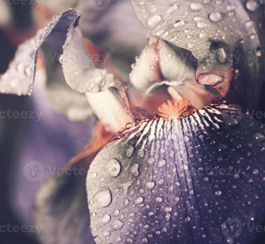 regenachtige tropische paarse bloem natuurlijk met exotisch blad op boomland natuur. foto